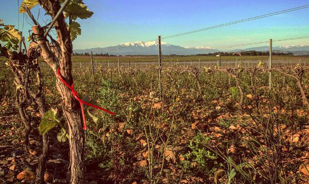 Domaine Pagnon